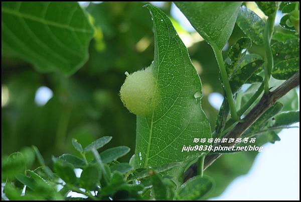 蘭嶼大天池5.JPG 蘭嶼大天池5.JPG