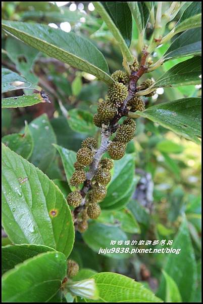 蘭嶼大天池11.JPG 蘭嶼大天池11.JPG