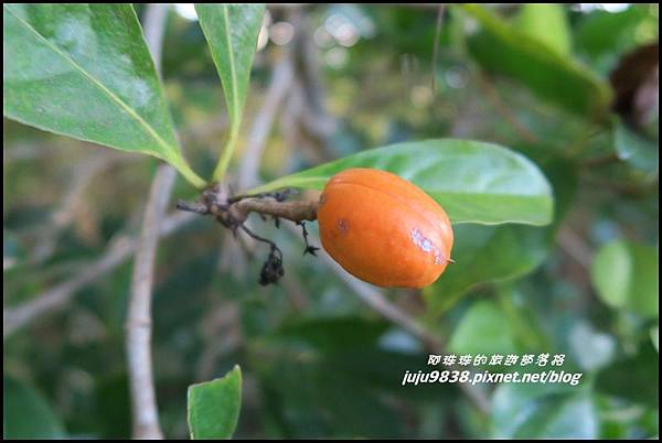 蘭嶼大天池12.JPG 蘭嶼大天池12.JPG