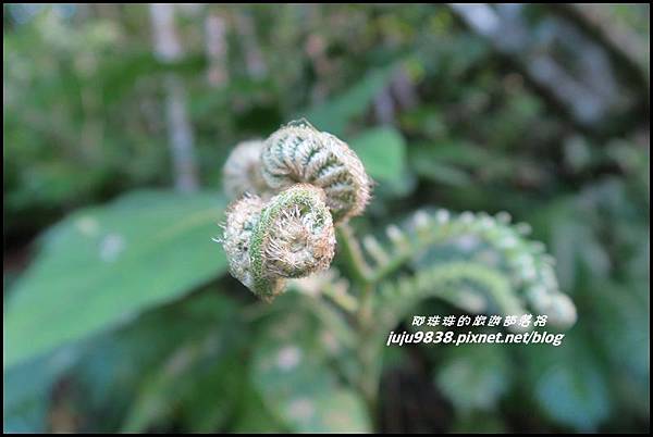 蘭嶼大天池14.JPG 蘭嶼大天池14.JPG