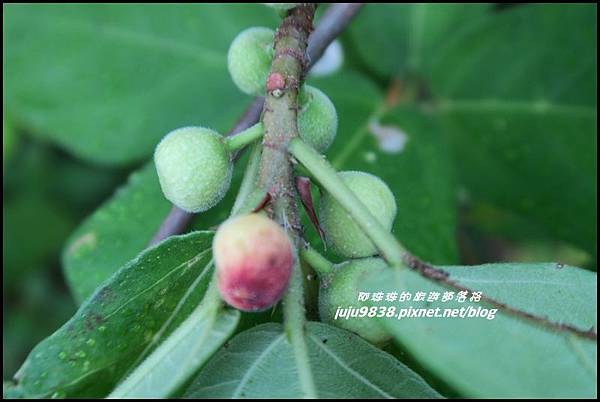 蘭嶼大天池13.JPG 蘭嶼大天池13.JPG