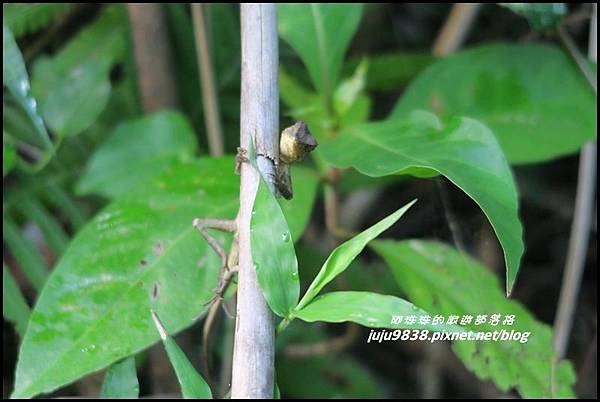 蘭嶼大天池15.JPG 蘭嶼大天池15.JPG