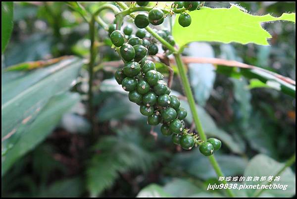 蘭嶼大天池16.JPG 蘭嶼大天池16.JPG