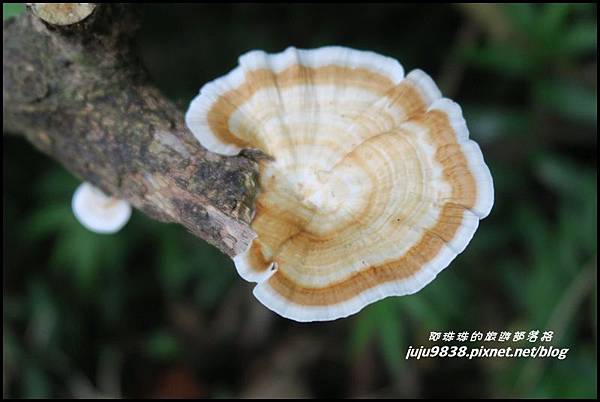 蘭嶼大天池17.JPG 蘭嶼大天池17.JPG