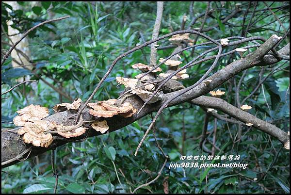 蘭嶼大天池19.JPG 蘭嶼大天池19.JPG