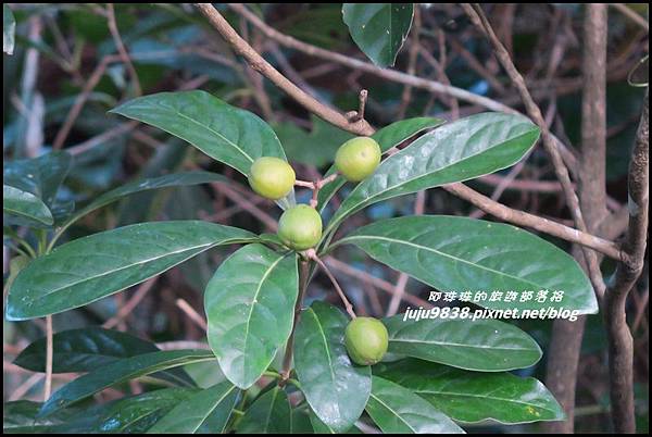 蘭嶼大天池22.JPG 蘭嶼大天池22.JPG