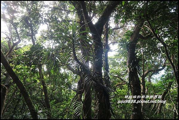 蘭嶼大天池29.JPG 蘭嶼大天池29.JPG