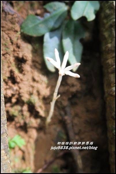 蘭嶼大天池30.JPG 蘭嶼大天池30.JPG