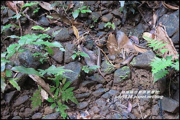 蘭嶼大天池35.JPG 蘭嶼大天池35.JPG