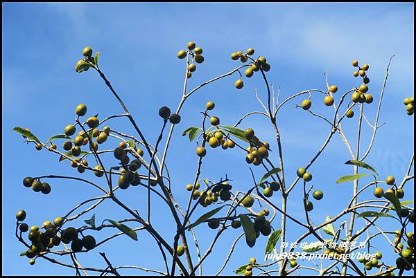 蘭嶼大天池40.JPG 蘭嶼大天池40.JPG