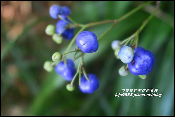 蘭嶼大天池41.JPG 蘭嶼大天池41.JPG