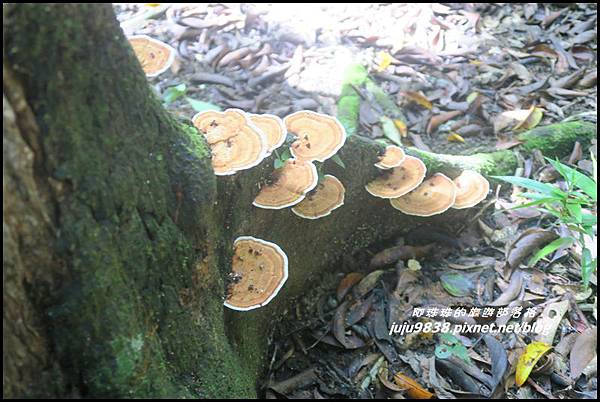 蘭嶼大天池43.JPG 蘭嶼大天池43.JPG