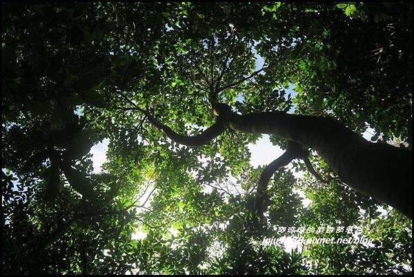 蘭嶼大天池45.JPG 蘭嶼大天池45.JPG