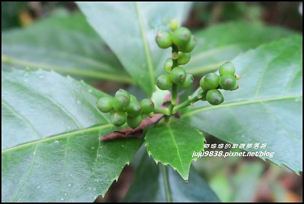 蘭嶼大天池46.JPG 蘭嶼大天池46.JPG