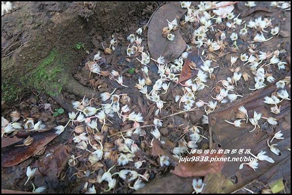 蘭嶼大天池47.JPG 蘭嶼大天池47.JPG