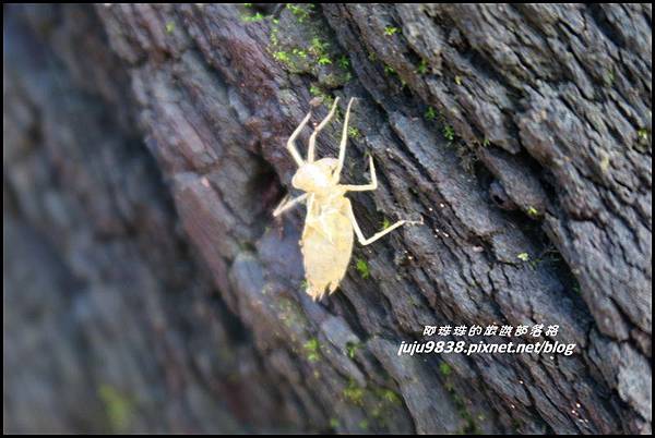 蘭嶼大天池54.JPG 蘭嶼大天池54.JPG