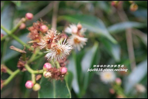 蘭嶼大天池57.JPG 蘭嶼大天池57.JPG