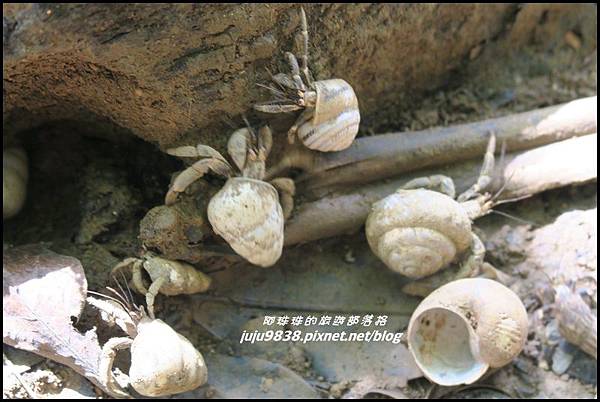 蘭嶼大天池59.JPG 蘭嶼大天池59.JPG