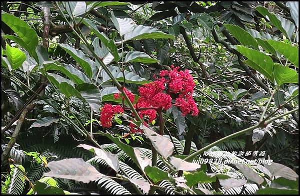 蘭嶼大天池66.JPG 蘭嶼大天池66.JPG