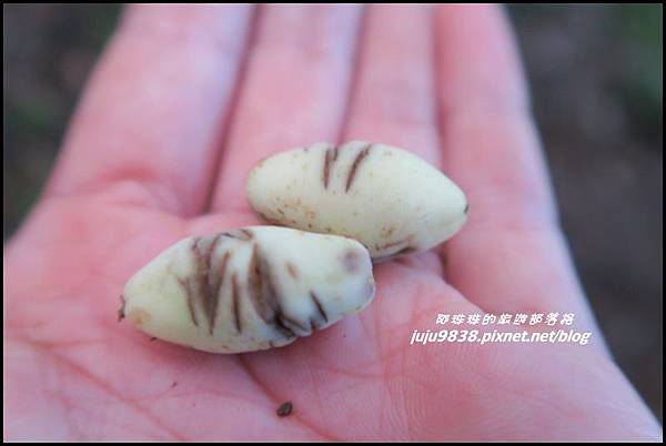 蘭嶼大天池67.JPG 蘭嶼大天池67.JPG