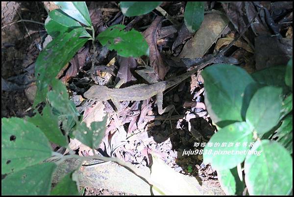 蘭嶼大天池69.JPG 蘭嶼大天池69.JPG