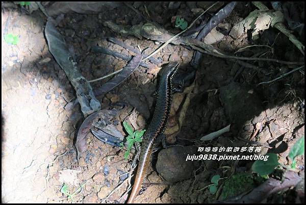 蘭嶼大天池70.JPG 蘭嶼大天池70.JPG