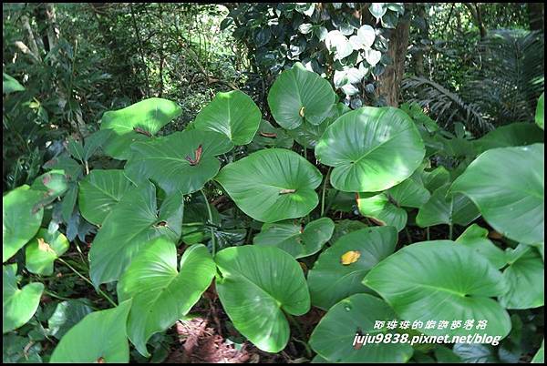 蘭嶼大天池71.JPG 蘭嶼大天池71.JPG