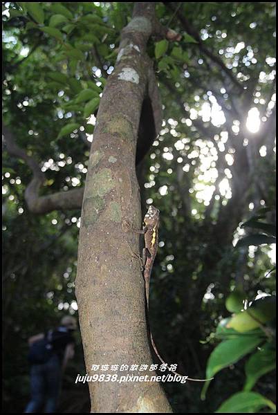 蘭嶼大天池76.JPG 蘭嶼大天池76.JPG