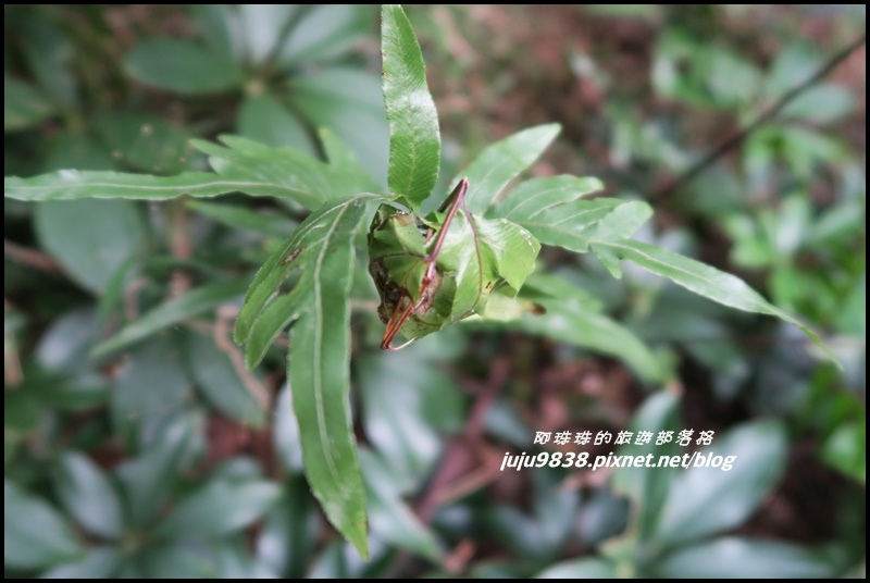 崎頭步道32.JPG 崎頭步道32.JPG