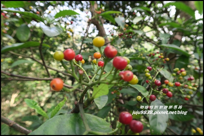 崎頭步道39.JPG 崎頭步道39.JPG