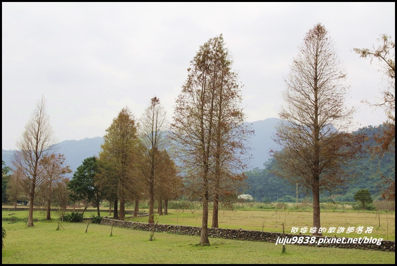 福園落羽松2.JPG