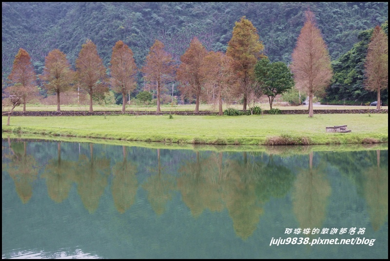 福園落羽松6.JPG 福園落羽松6.JPG