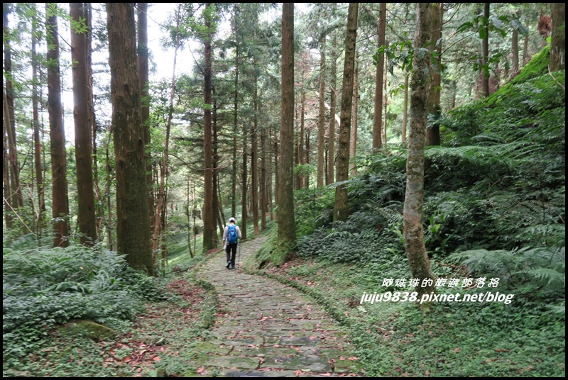 東眼山13.JPG