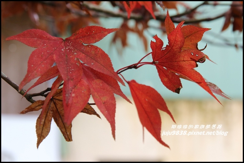 杉林溪17.JPG 杉林溪17.JPG