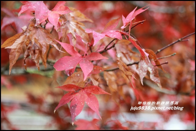 杉林溪16.JPG 杉林溪16.JPG