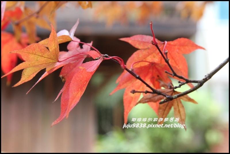 杉林溪18.JPG 杉林溪18.JPG