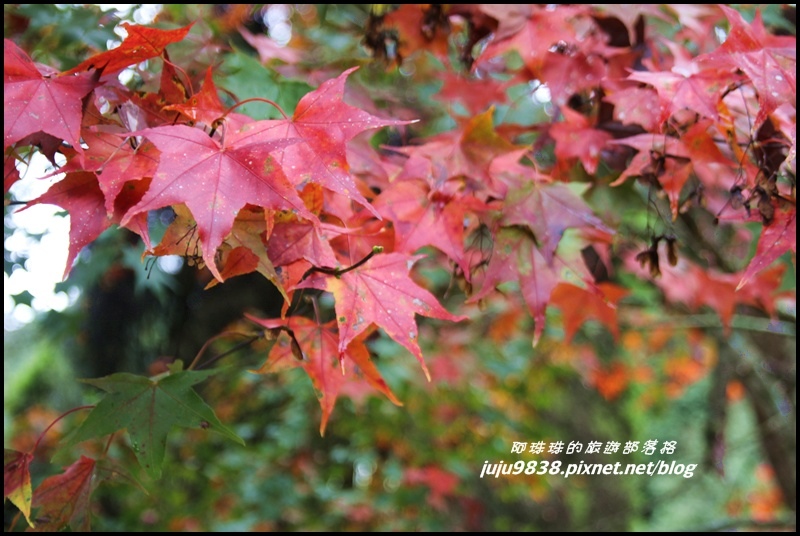 杉林溪20.JPG 杉林溪20.JPG