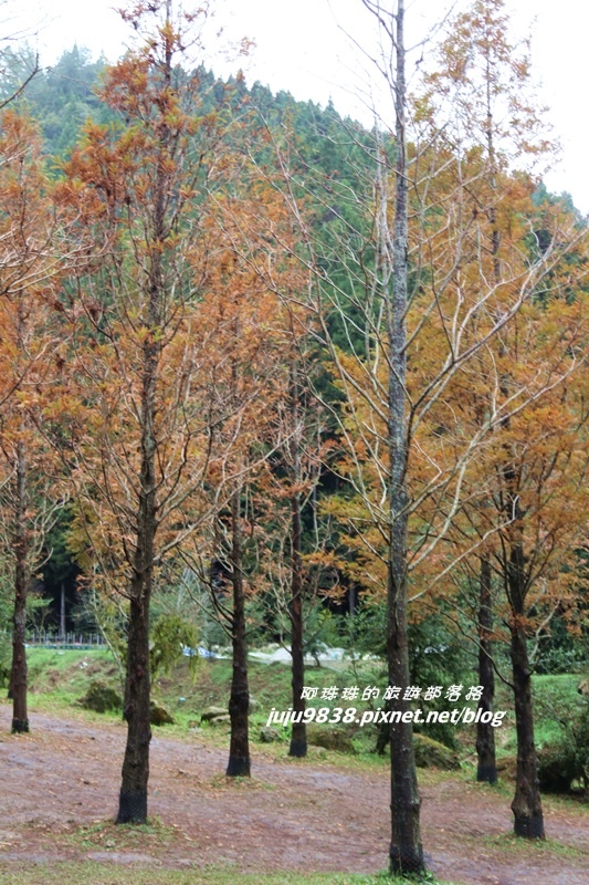 杉林溪41.JPG 杉林溪41.JPG