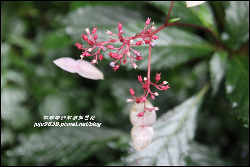 杉林溪45.JPG 杉林溪45.JPG