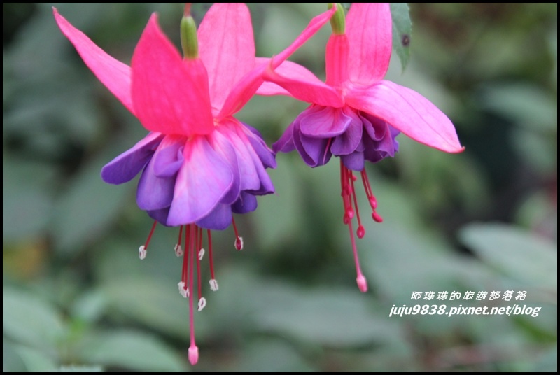 杉林溪50.JPG 杉林溪50.JPG