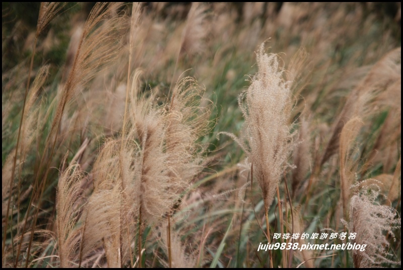 秀才登山步道12.JPG 秀才登山步道12.JPG