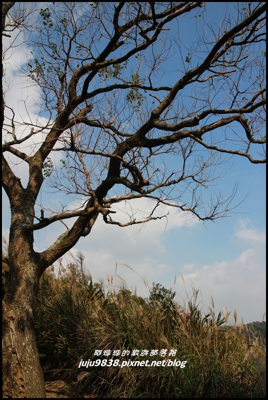 秀才登山步道15.JPG