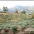 秀才登山步道42.JPG