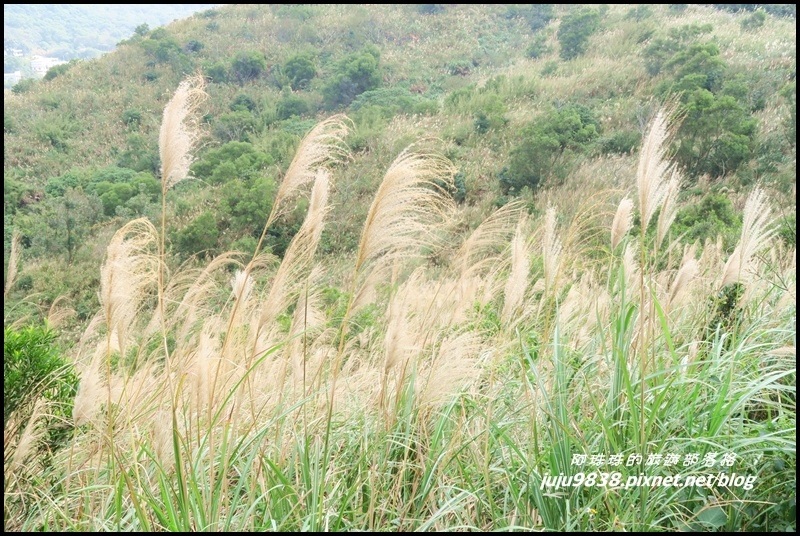 秀才登山步道41.JPG 秀才登山步道41.JPG