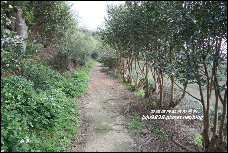 秀才登山步道44.JPG 秀才登山步道44.JPG