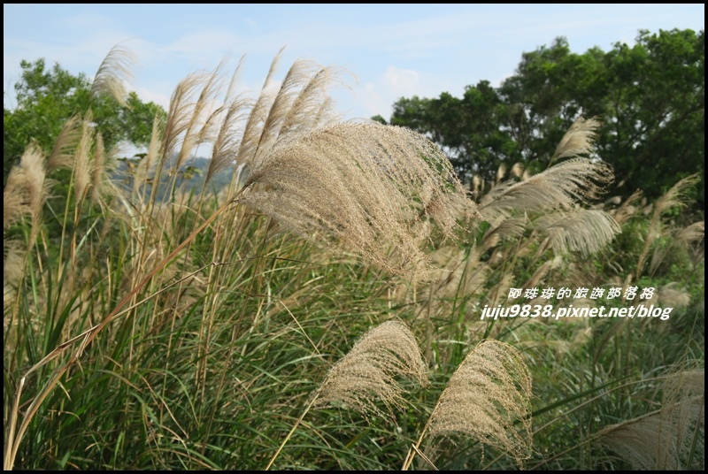 秀才登山步道48.JPG