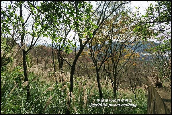 秀才登山步道51.JPG