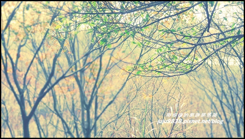 秀才登山步道50.JPG 秀才登山步道50.JPG