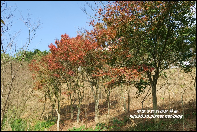 秀才登山步道67.JPG 秀才登山步道67.JPG