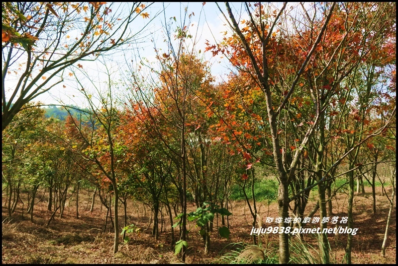 秀才登山步道73.JPG 秀才登山步道73.JPG